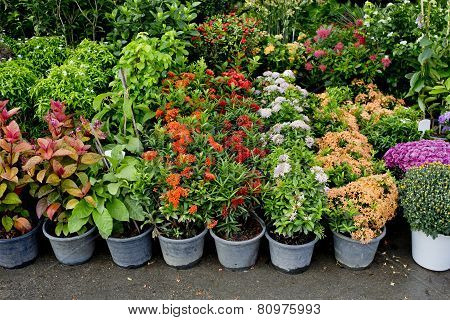 The Shop Of Plant And Trees For Gardening