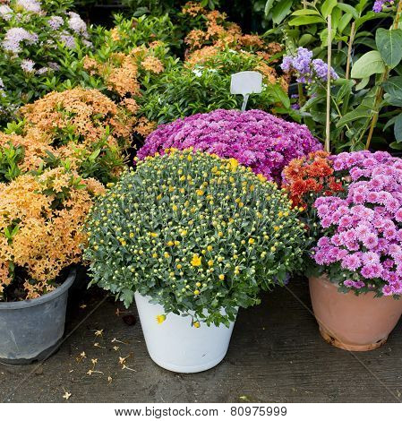 The Shop Of Plant And Trees For Gardening