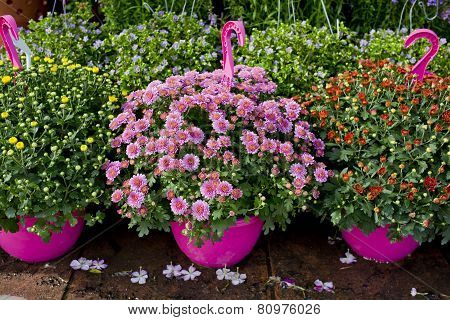 The Shop Of Plant And Trees For Gardening