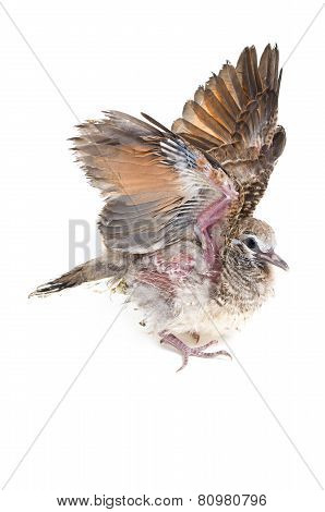 Zebra Dove Baby Bird.