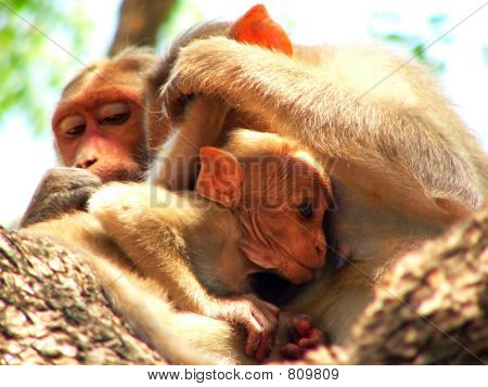 Monkey Lookig für Flöhe