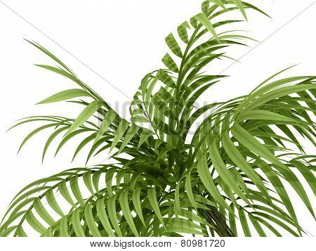 Tropical Plant