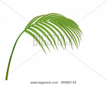 Tropical Plant leaf