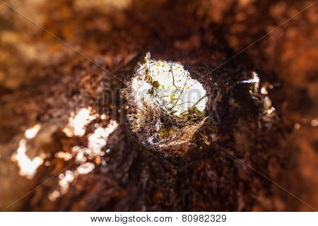Hollow maple tree