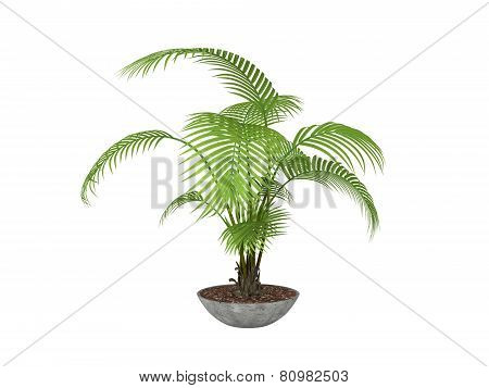 Tropical Plant