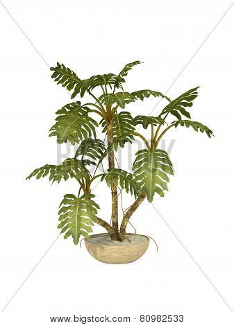 Tropical Plant