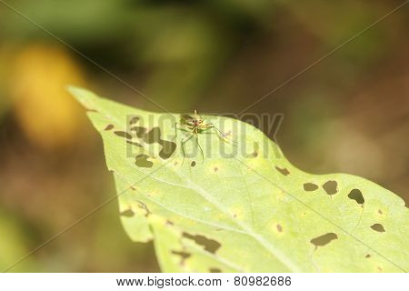 Small Insect