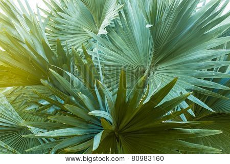 Palm Leaves