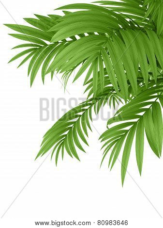 Tropical Plant
