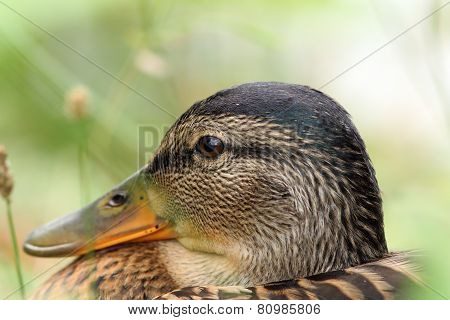 Closeup Of Female Mallard Head
