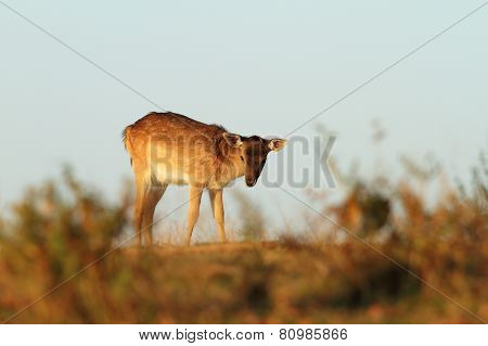 Fallow Deer Calf On A Meadow
