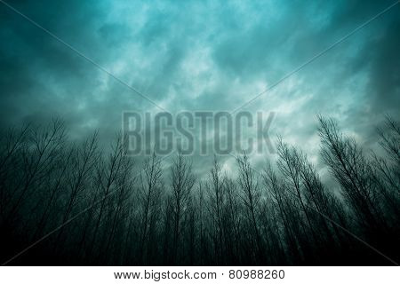 Forest Under A Cloudy Blue Sky.