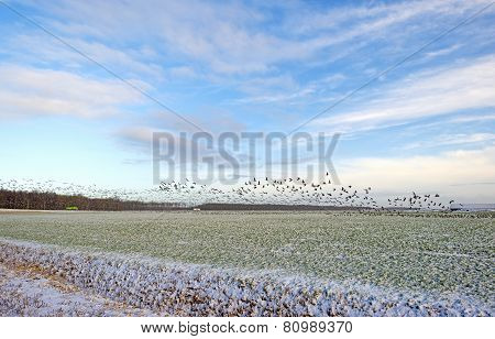 Flock of geese flying over a snowy field in winter