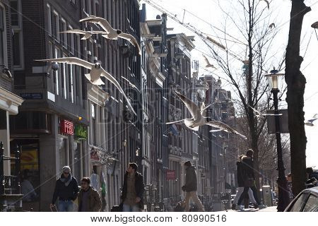 Flying Sea Gull In Amsterdam