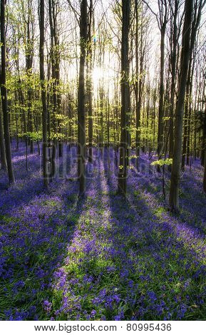Beautiful Morning In Spring Bluebell Forest With Sun Beams Through Trees