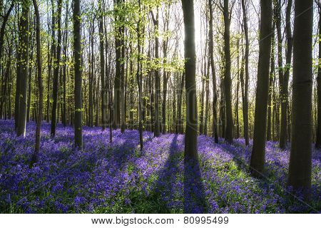 Stunning Bluebell Flowers In Spring Forest Landscape