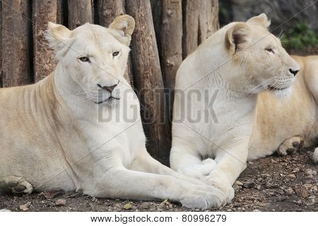 Two White Lions Showing The Love