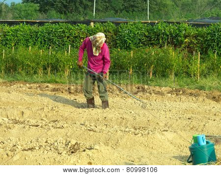 A Man Cultivating In Farm.