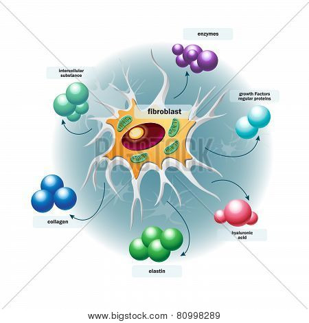 Structure Of Fibroblast Cells