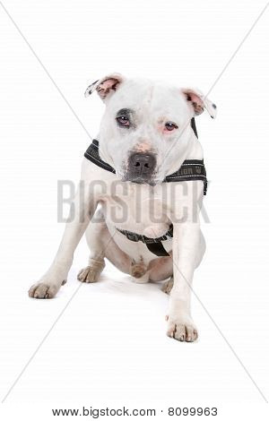 Engelsk Staffordshire Terrier
