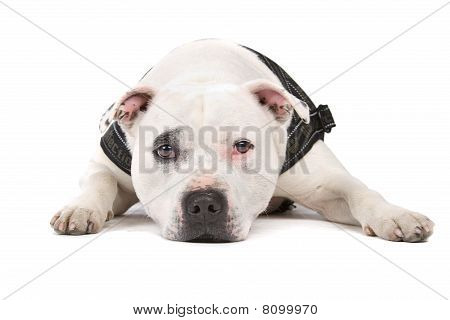 Engelsk staffordshire bullterrier