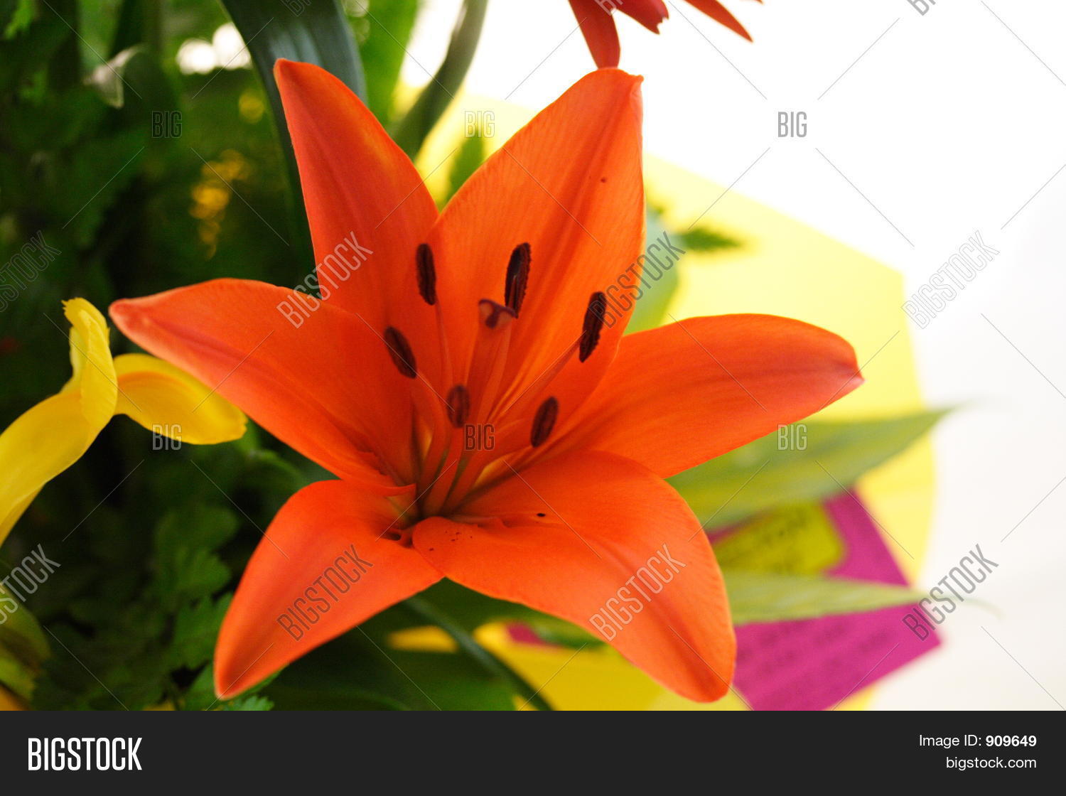 Image Preview