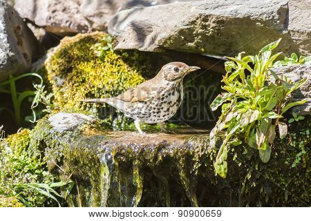 Mistle thrush in water