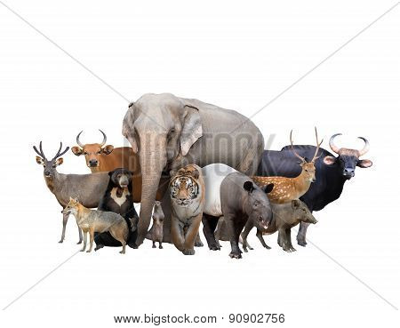 Group Of Asia Animals
