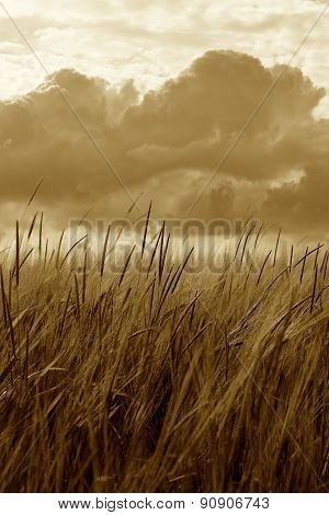 Sepia Barley Crop Growing Under Cloudy Sky Detail
