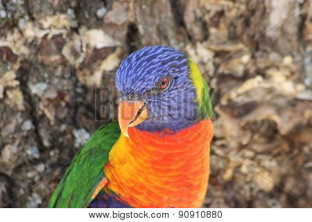 Close Up Of Rainbow Lorikeet