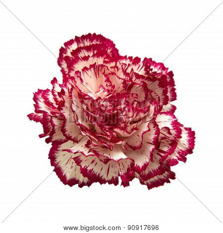 Vareigated Carnation Flowers