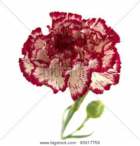 Vareigated Carnation Flowers