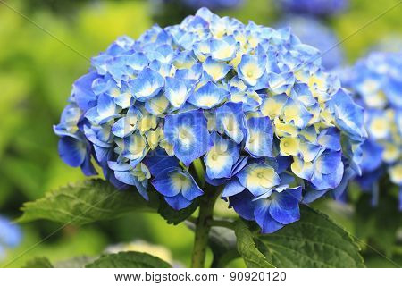 Hydrangea,Big-leaf Hydrangea,Laurustinus