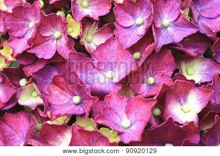 Hydrangea,Big-leaf Hydrangea,Laurustinus