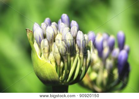 Lily of the Nile,African Lily