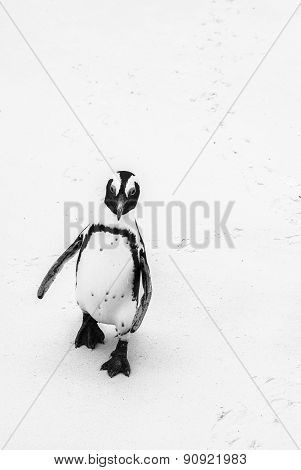 South African penguin on a beach