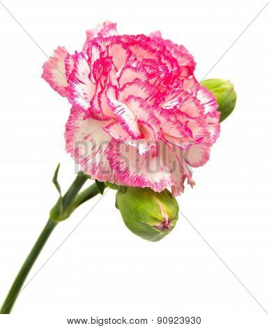 Vareigated Carnation Flowers