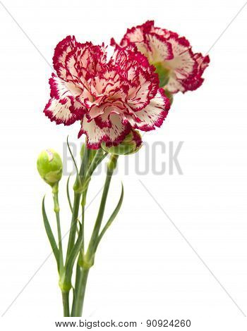 Vareigated Carnation Flowers