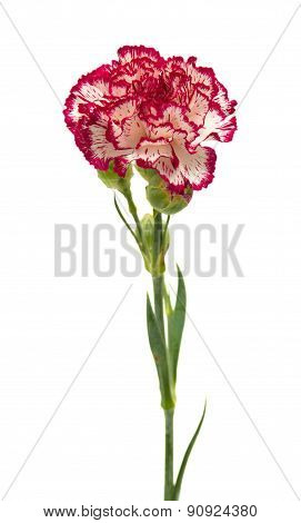Vareigated Carnation Flowers
