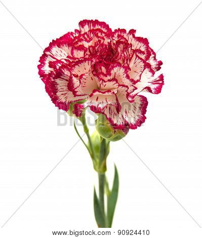 Vareigated Carnation Flowers