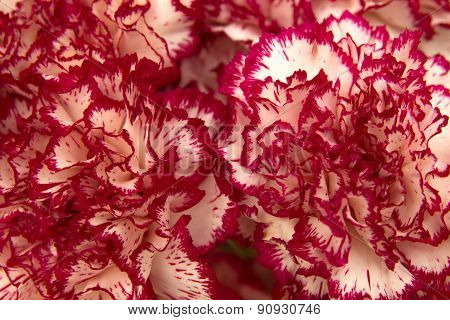 Vareigated Carnation Flowers