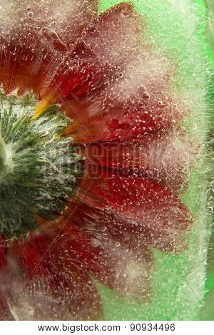 Frozen Flora