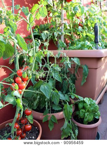 Red Tomatoes And Basil Plant In The Terrace