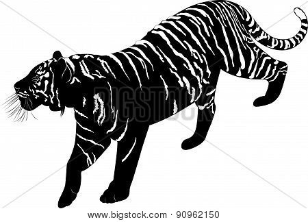 tiger