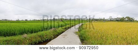 Exotic Rice Terrace In Bali (panorama)