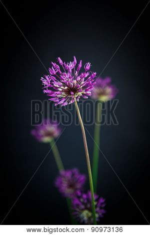 Allium