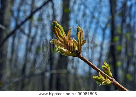 Expands Bud Maple Woods.