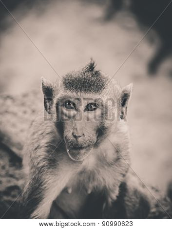 monkey in lopburi thailand Feeling suspect with eye contact , vintage