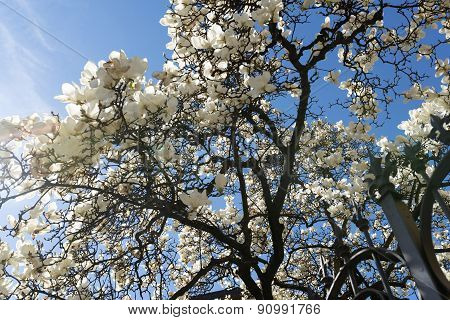 Magnolia With White Flowers
