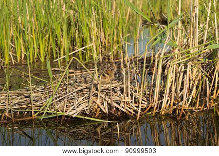 Bird's nest in natural habitat.